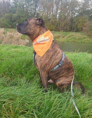 Donna's dog, Diesel, wearing his charity bandana.