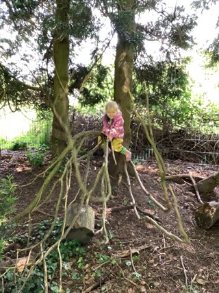 Young girl climbing in a tree in the forest school.